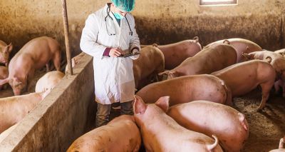 Vet MP calls for swift action on pig crisis